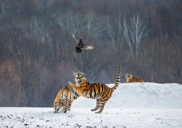 Siberian tiger catching prey in jump in wintry forest glade, Siberian Tiger Park, Hengdaohezi park, Mudanjiang province, Harbin, China.