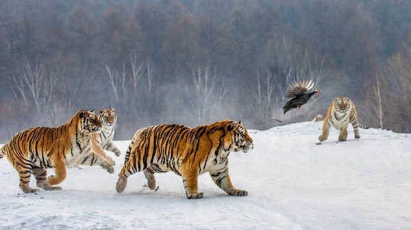 Grupo Tigres Siberianos Caça Pássaro Caça Clareira Nevada Parque Tigre — Fotografia de Stock