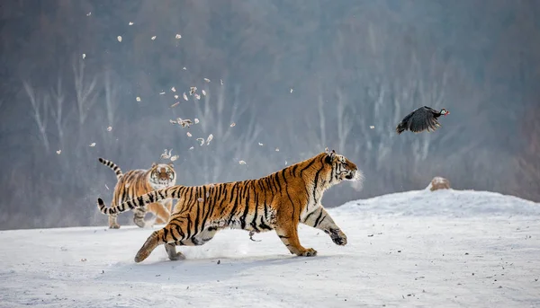 Tigres Siberianos Cazando Aves Rapaces Prados Nevados Parque Del Tigre — Foto de Stock
