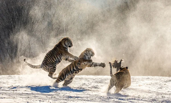 Group of Siberian tigers hunting on prey fowl on snowy meadow of winter forest, Siberian Tiger Park, Hengdaohezi park, Mudanjiang province, Harbin, China.