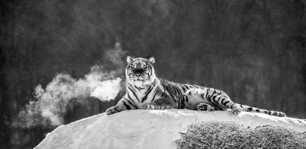 Tigre Siberiano Acostado Prado Nevado Del Bosque Invierno Blanco Negro — Foto de Stock