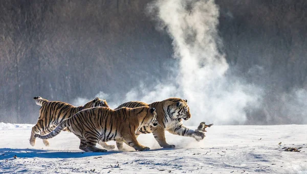 Gruppo Tigri Siberiane Caccia Uccelli Radura Innevata Parco Tigre Siberiano — Foto Stock