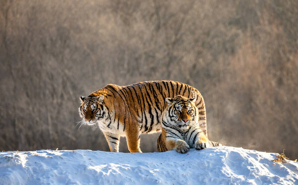 Siberian tigers on snowy meadow of winter forest, Siberian Tiger Park, Hengdaohezi park, Mudanjiang province, Harbin, China. 
