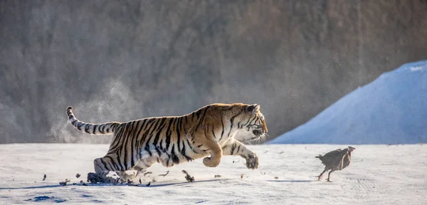 Tygrys Syberyjski Polowanie Drapieżne Ptactwo Akcji Zima Park Tygrys Syberyjski — Zdjęcie stockowe