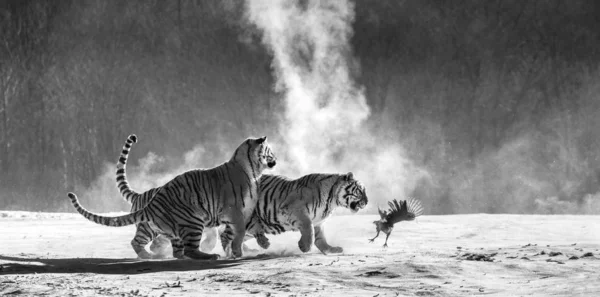 Grupo Tigres Siberianos Cazando Aves Claro Nevado Blanco Negro Parque —  Fotos de Stock