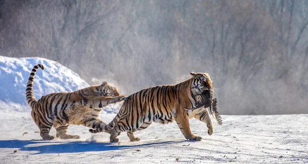 Δύο Τίγρεις Της Σιβηρίας Χιονισμένο Ξέφωτο Σύλληψη Θηράματος Βλέπ Σιβηρική — Φωτογραφία Αρχείου