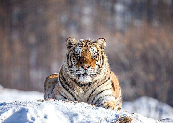 Siberian tiger resting on snowy hill of winter forest, Siberian Tiger Park, Hengdaohezi park, Mudanjiang province, Harbin, China. 