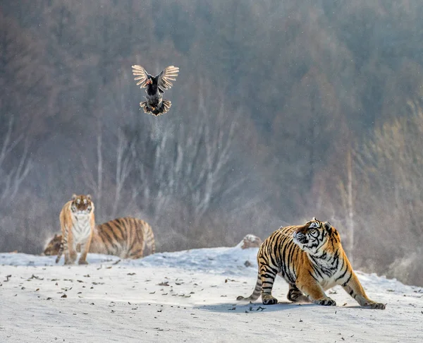 Grupp Sibiriska Tigrar Jakt Flygande Fågel Vintrig Skog Sibirisk Tiger — Stockfoto