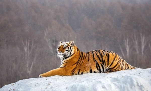 Siberische Tijger Liggend Sneeuw Glade Siberische Tijger Park Hengdaohezi Park — Stockfoto