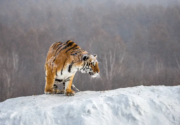 Sibirischer Tiger Auf Verschneitem Waldhügel Sibirischer Tiger Park Hengdaohezi Park — Stockfoto