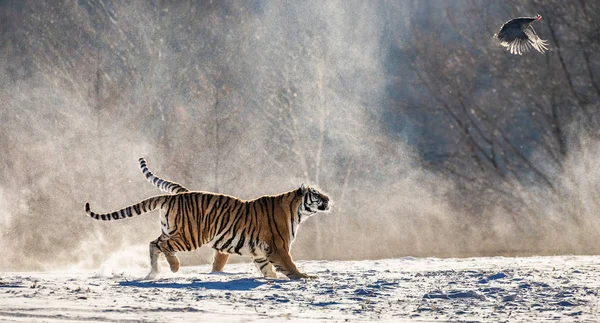 Deux Tigres Sibériens Courant Sur Pré Enneigé Attrapant Des Oiseaux — Photo