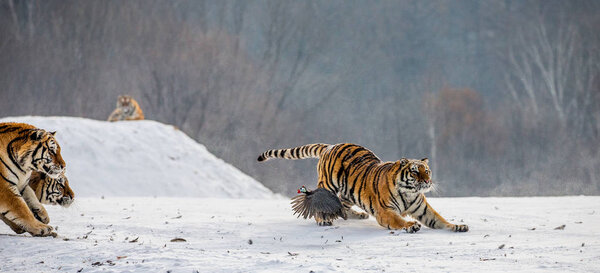Siberian tigers hunting game bird in winter glade, Siberian Tiger Park, Hengdaohezi park, Mudanjiang province, Harbin, China. 