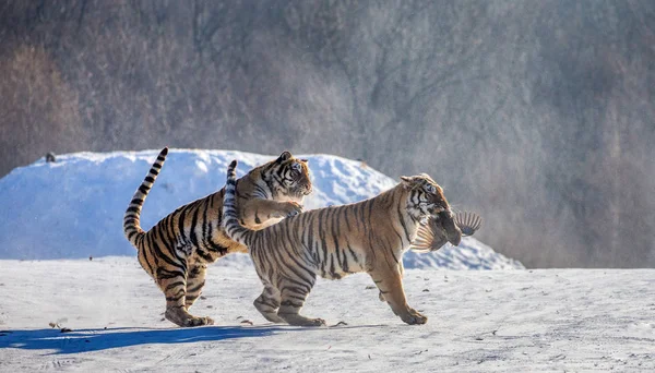 Två Sibiriska Tigrar Snöiga Glade Fånga Bytesdjur Fågel Sibirisk Tiger — Stockfoto