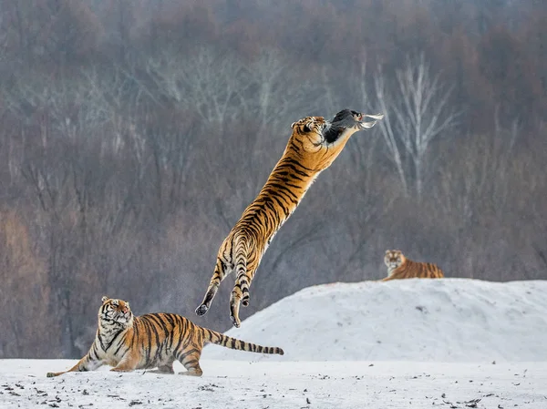 Tigre Siberiano Captura Presa Salto Clareira Floresta Invernal Parque Tigre — Fotografia de Stock