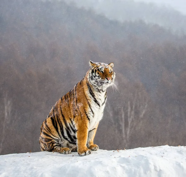 Сибірський Тигр Сидячи Засніжених Пагорб Сибірський Тигр Парку Hengdaohezi Лісопарку — стокове фото