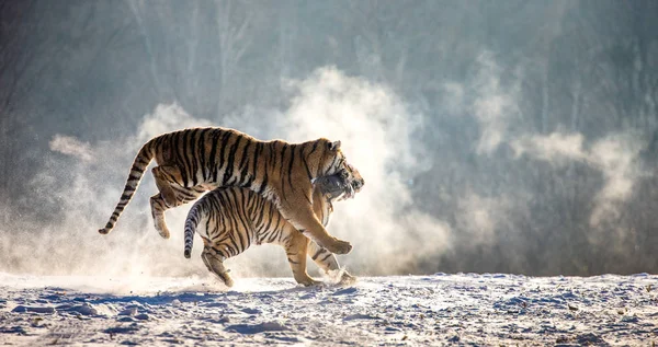 Sibiriska Tigrar Kör Och Kämpar För Byten Snöiga Äng Sibirisk — Stockfoto