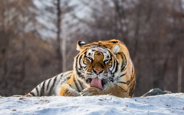 Tigre Siberiano Lambendo Peles Neve Floresta Parque Tigre Siberiano Parque — Fotografia de Stock