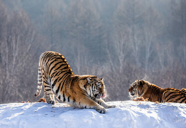Siberian tiger stretching while standing on snowy meadow in forest, Siberian Tiger Park, Hengdaohezi park, Mudanjiang province, Harbin, China. 