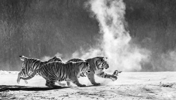 Group of Siberian tigers hunting on fowl in snowy glade in black and white, Siberian Tiger Park, Hengdaohezi park, Mudanjiang province, Harbin, China.