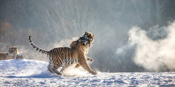 Macan Siberia Berlari Dan Berjuang Untuk Mangsa Padang Rumput Bersalju — Stok Foto