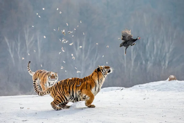 Tigres Siberianos Cazando Aves Rapaces Prados Nevados Parque Del Tigre — Foto de Stock