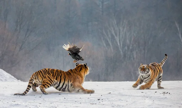 Gruppo Tigri Siberiane Caccia Prede Nella Radura Invernale Parco Tigre — Foto Stock