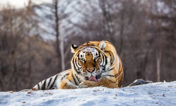 Siberian tiger licking fur on snow in forest, Siberian Tiger Park, Hengdaohezi park, Mudanjiang province, Harbin, China.