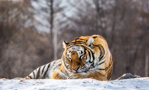 Tigre Sibérien Dormant Sur Neige Dans Forêt Parc Tigre Sibérien — Photo