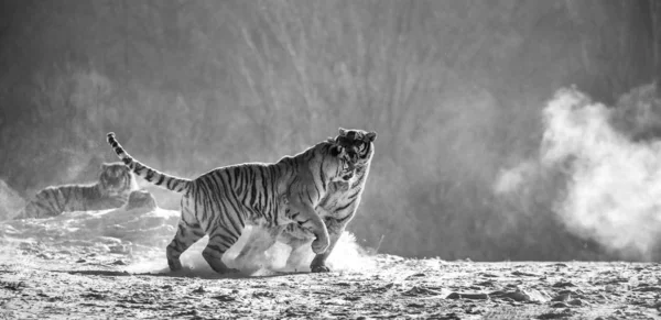 Сибирские Тигры Играют Снежном Лугу Зимнего Леса Сибирский Тигровый Парк — стоковое фото