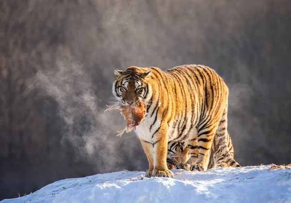 Los Tigres Siberianos Comen Presas Prado Nevado Del Bosque Invierno —  Fotos de Stock