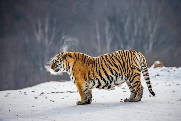 Sibirischer Tiger Auf Schneebedeckter Wiese Des Winterwaldes Sibirischer Tiger Park — Stockfoto