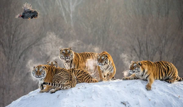 Siberian Tigers Watching Flying Prey Bird Winter Siberian Tiger Park — Stock Photo, Image