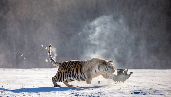 Tigre Siberiano Caça Presa Aves Ação Inverno Parque Tigre Siberiano — Fotografia de Stock