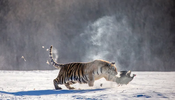 Szibériai Tigris Vadászat Ragadozó Szárnyas Akcióban Télen Szibériai Tigris Park — Stock Fotó