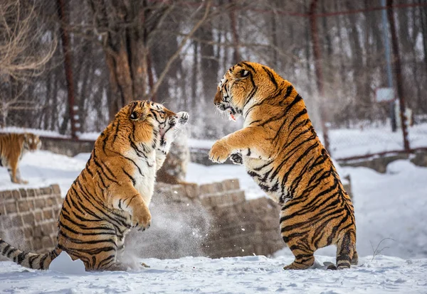 Sibirya Kaplanları Oynarken Karlı Glade Sibirya Kaplanı Park Hengdaohezi Park — Stok fotoğraf