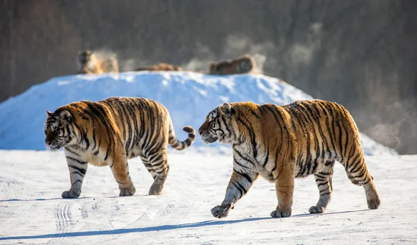 Tigres Siberianos Caminhando Clareira Nevada Parque Tigre Siberiano Parque Hengdaohezi — Fotografia de Stock