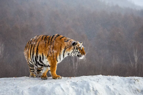 Сибірський Тигр Фотографіях Хтось Дивитися Вбік Засніжених Пагорб Сибірський Тигр — стокове фото