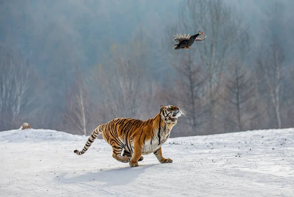 Siberian Tiger Chasing Flying Prey Bird Winter Forest Siberian Tiger — Stock Photo, Image