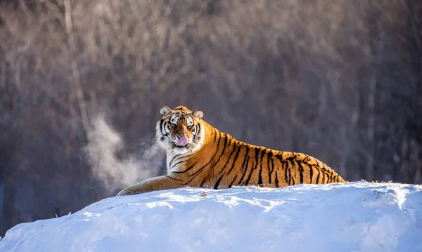 Siberian Tiger Lying Snowy Meadow Winter Forest Siberian Tiger Park — Stock Photo, Image