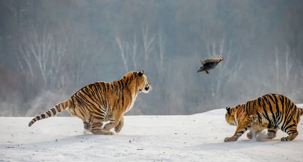 Tigres Siberianos Cazando Aves Caza Claro Invierno Parque Del Tigre — Foto de Stock