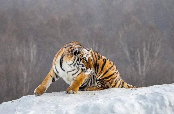 Сибірський Тигр Фотографіях Хтось Дивитися Вбік Засніжених Пагорб Сибірський Тигр — стокове фото