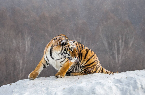 Siberian tiger looking away on snowy forest hill, Siberian Tiger Park, Hengdaohezi park, Mudanjiang province, Harbin, China. 