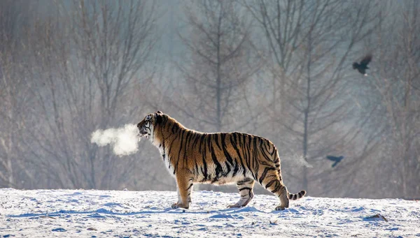 Siberian tiger standing in snowy glade in cloud of steam in hard frost, Siberian Tiger Park, Hengdaohezi park, Mudanjiang province, Harbin, China.
