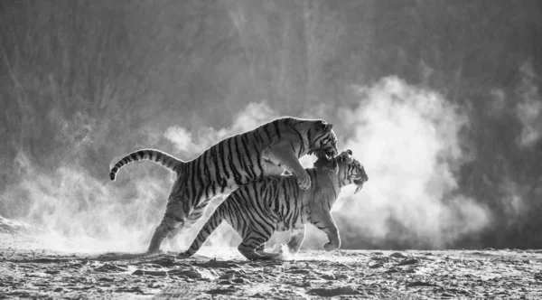 Siberian Tigers Running Fighting Prey Winter Forest Black White Siberian — Stock Photo, Image