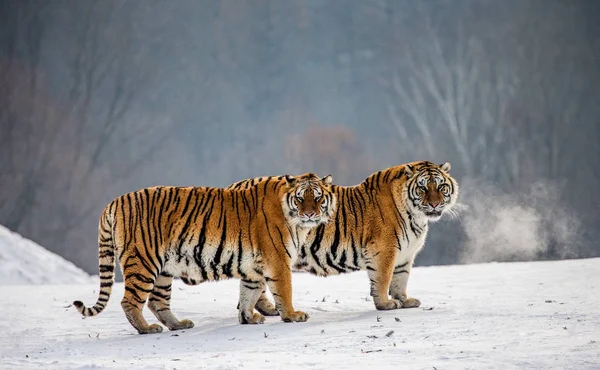 Два Сибирских Тигра Стоят Снежном Лугу Зимнего Леса Сибирский Тигровый — стоковое фото