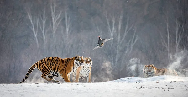 Groep Van Siberische Tijgers Jagen Vliegen Vogels Winterse Bos Siberische — Stockfoto