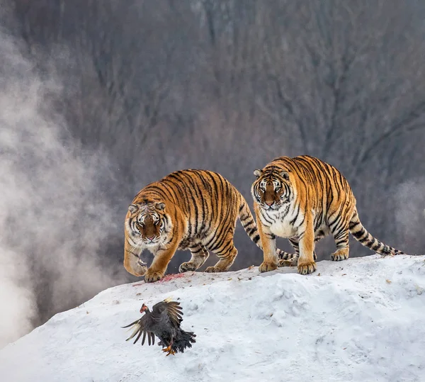 Group of Siberian tigers hunting prey in winter glade, Siberian Tiger Park, Hengdaohezi park, Mudanjiang province, Harbin, China.
