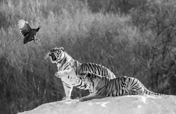 Tigres Siberianos Cazando Presas Bosque Invierno Blanco Negro Parque Del — Foto de Stock