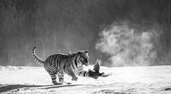 Tigre Siberiano Caça Presa Aves Ação Inverno Preto Branco Parque — Fotografia de Stock