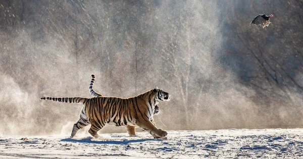 Dos Tigres Siberianos Corriendo Prados Nevados Cazando Aves Rapaces Parque — Foto de Stock